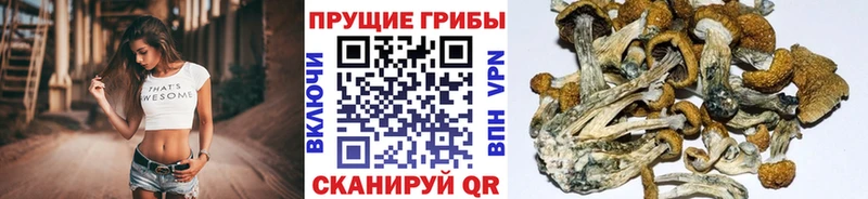 сколько стоит  Гудермес  Галлюциногенные грибы Psilocybe 
